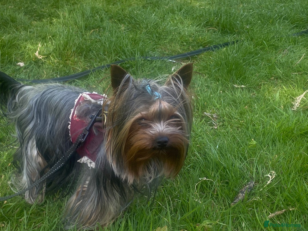 Yorkshire Terrier dogs for stud: KC registered Yorkshire Terrier Stud dog  in Manchester - Image 2