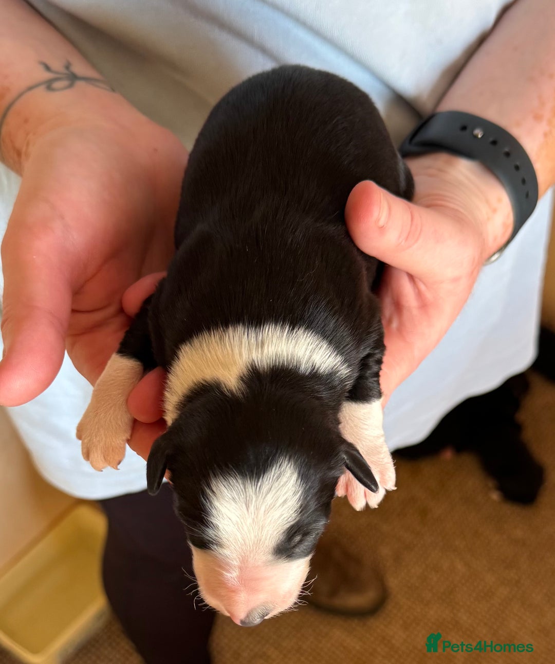 Bearded Collie dogs for sale: 6 Bearded Collie Pups - Image 2