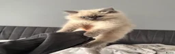Ragdoll cats for sale: Sweet & Beautiful Blue-Eyed Ragdoll - Advert 2