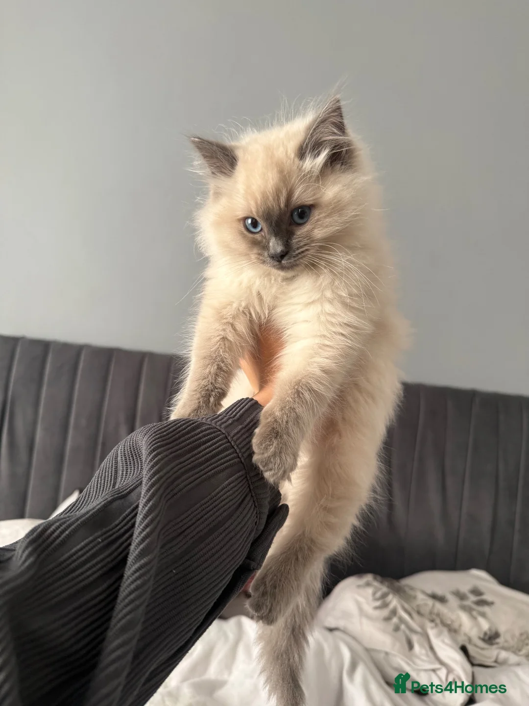 Ragdoll cats for sale: Sweet & Beautiful Blue-Eyed Ragdoll - Advert 2