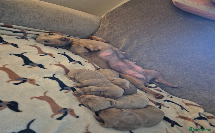 Dachshund dogs Mini dauchound for sale  - Advert 1