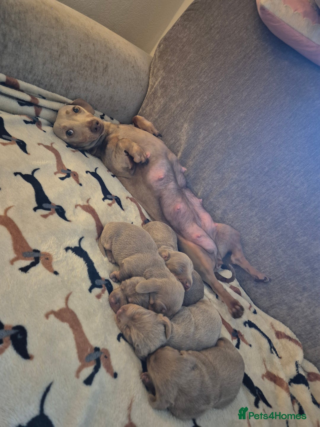 Dachshund dogs for sale: Mini dauchound for sale  - Advert 1