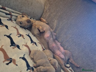 Dachshund dogs Mini dauchound for sale - Advert 5