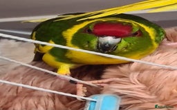 Parakeets birds for sale: Kakariki's x4 handreared kakariki's  - Image 22