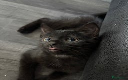 Ragdoll cats for sale: ragdoll X kittens - Image 11