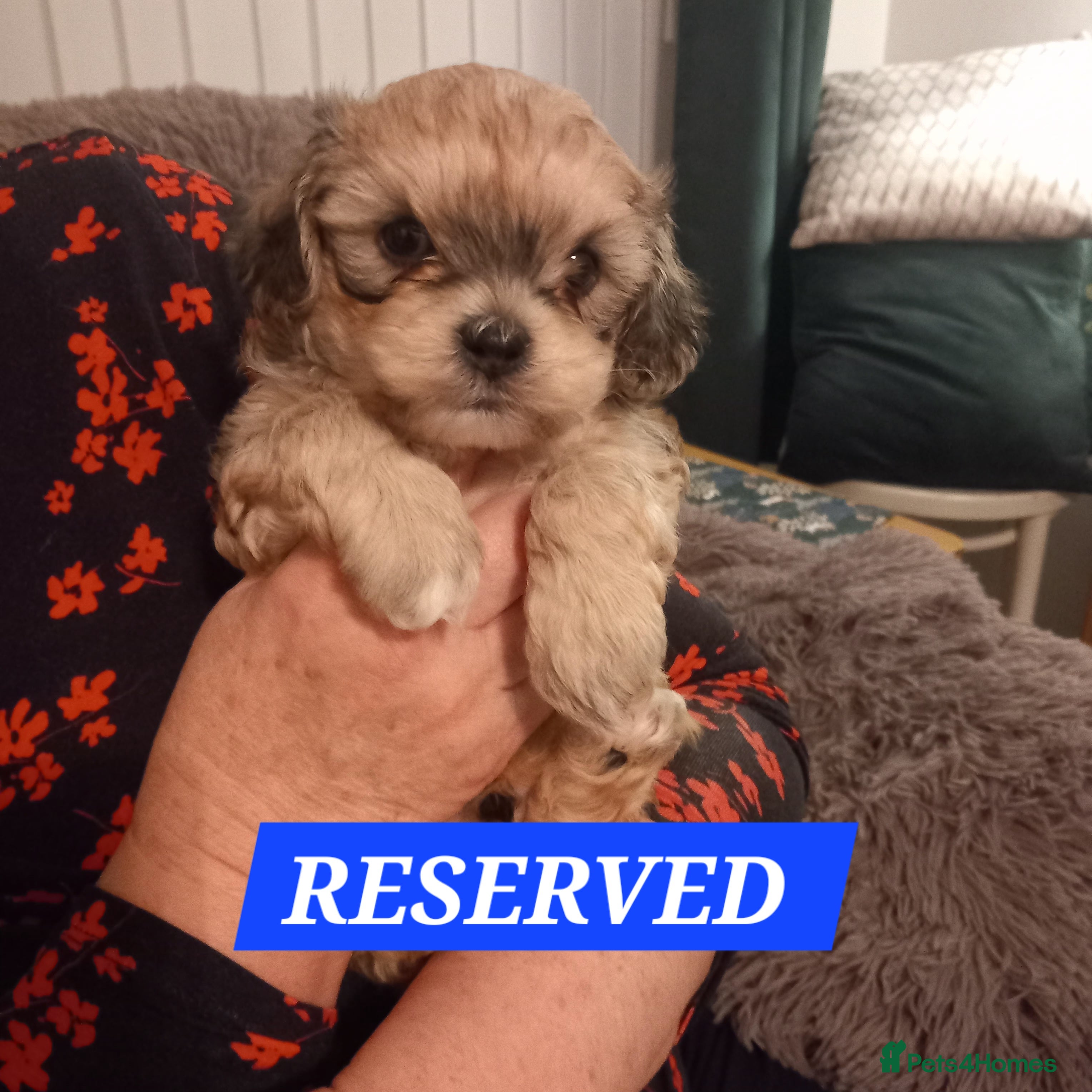 Shihpoo dogs Shihpoo puppies for sale - Advert 8