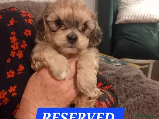 Shihpoo dogs Shihpoo puppies for sale - Advert 8