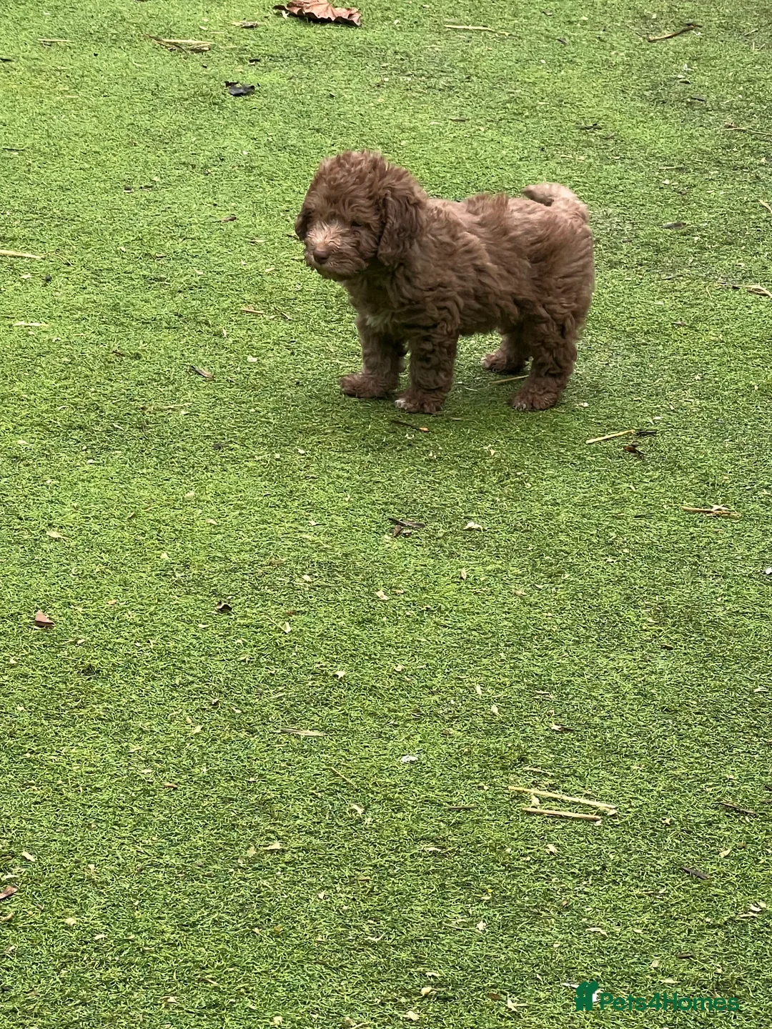 Bedlington Terrier dogs for sale: Bedlington terrier puppies ☺️ - Advert 16