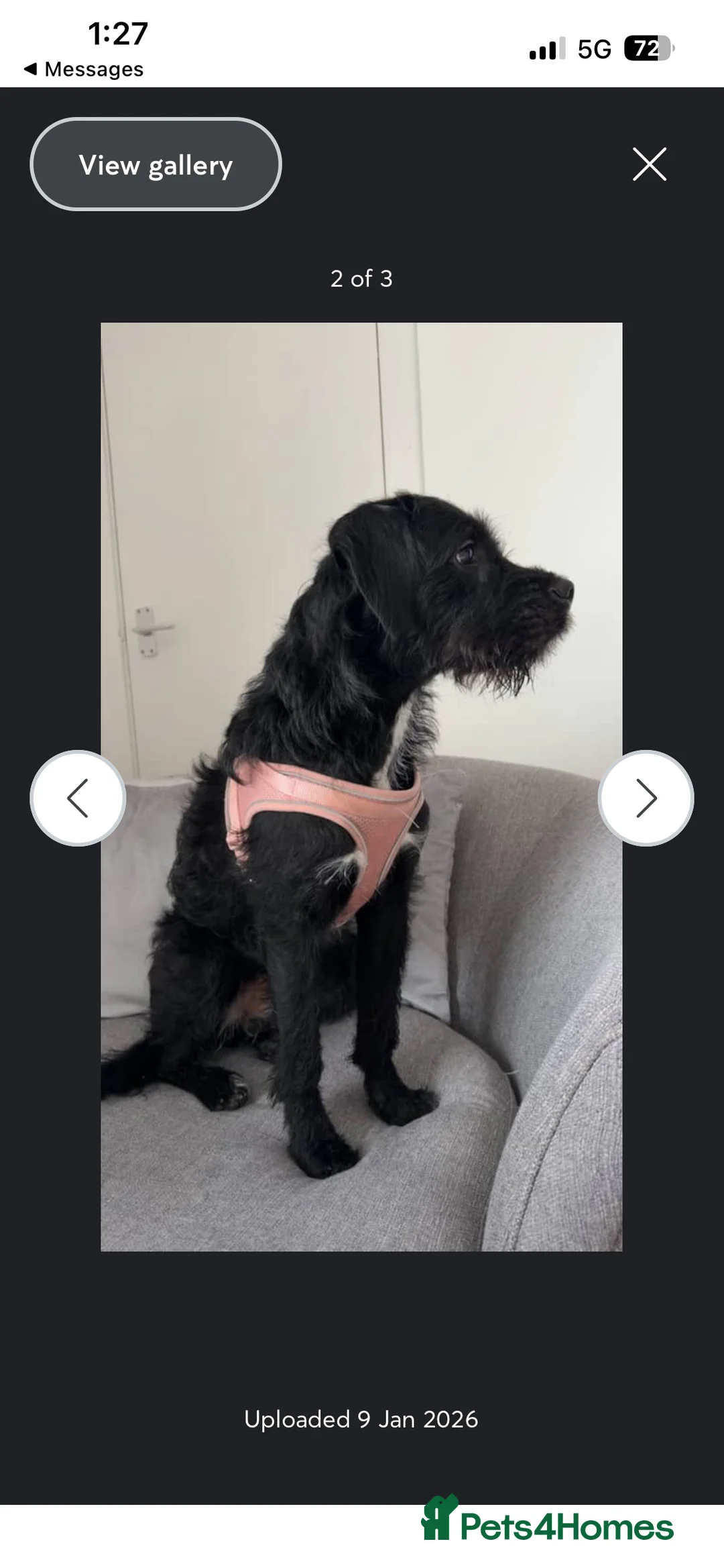 Mixed Breed dogs for sale: Willow  in Livingston - Advert 2