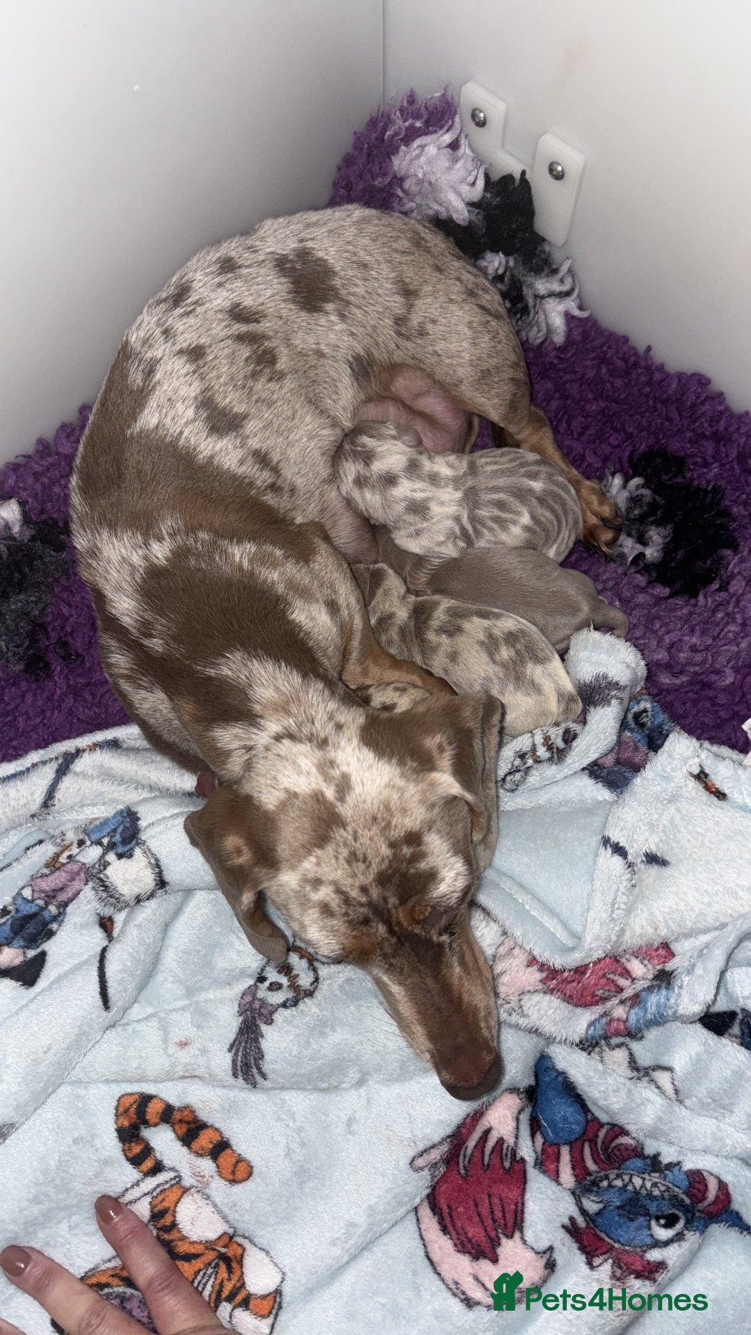 Dachshund dogs for sale: Miniature Dachshunds for sale  - Advert 16