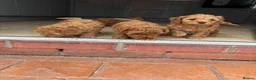 Cavapoo dogs for sale: Cavapoo f1b pups  - Advert 8