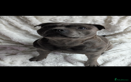 Staffordshire Bull Terrier dogs for sale: 1 male 1 female looking for their forever home. - Image 2