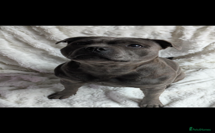 Staffordshire Bull Terrier dogs - Advert 1
