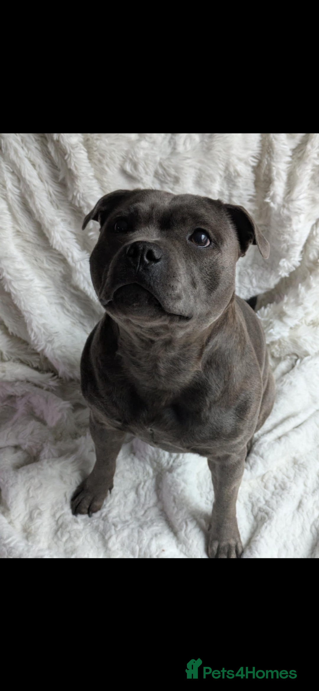 Staffordshire Bull Terrier dogs for sale: 1 male 1 female looking for their forever home. - Image 2