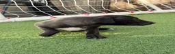 Mixed Breed dogs for sale: Bedlington Whippets - Advert 17