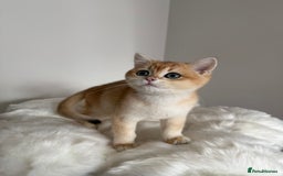 British Shorthair cats for sale: British Shorthair Golden Lilac kittens  - Image 21