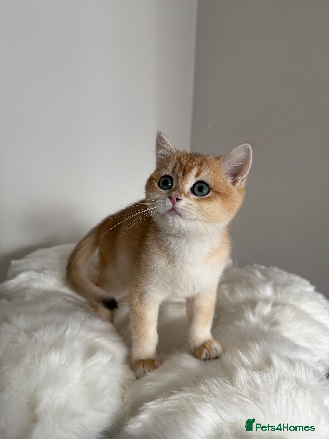 British Shorthair cats for sale: British Shorthair Golden Lilac kittens  - Image 21