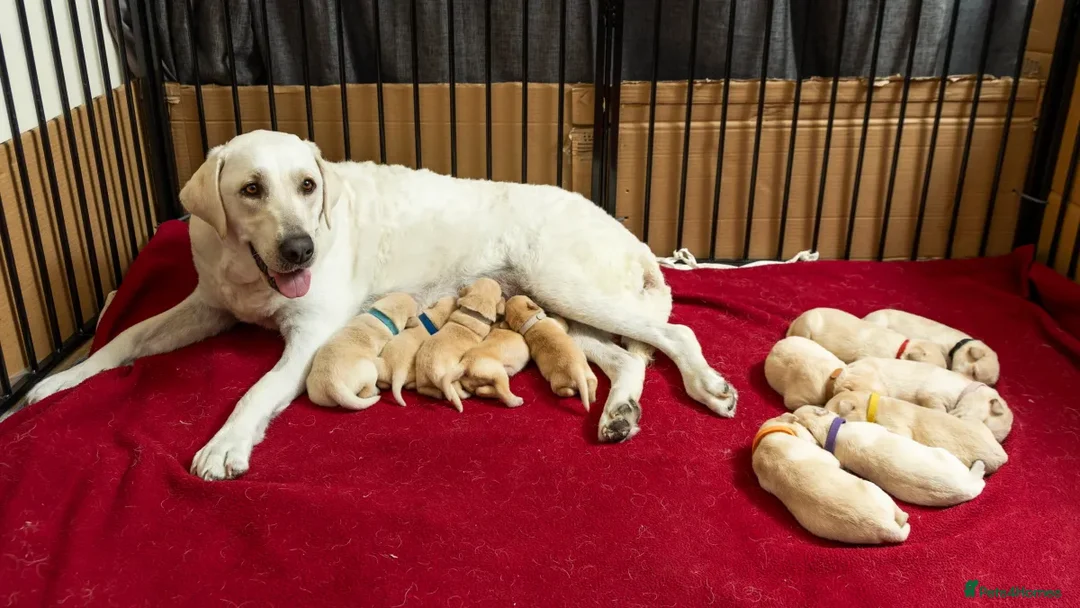 Labrador Retriever dogs for sale: Stunning Labrador puppies  - Advert 5