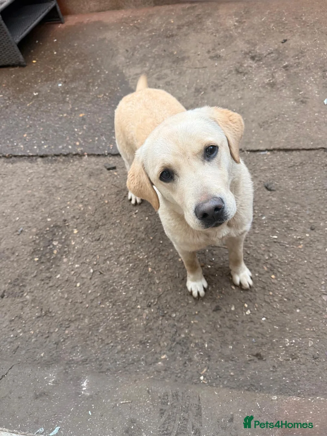 Golden Retriever dogs for sale: Golden Retriever Female 8 Months Loving Home Need - Advert 1