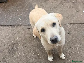 Golden Retriever dogs Golden Retriever Female 8 Months Loving Home Need - Advert 13