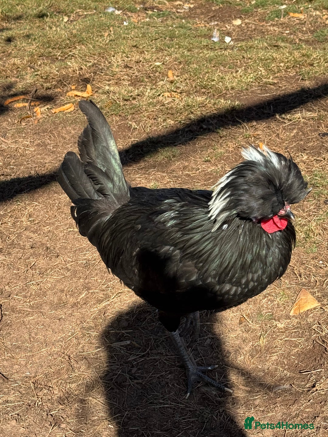 Chickens poultry for sale: Lovely Polish Bantam Cockerel  - Advert 2