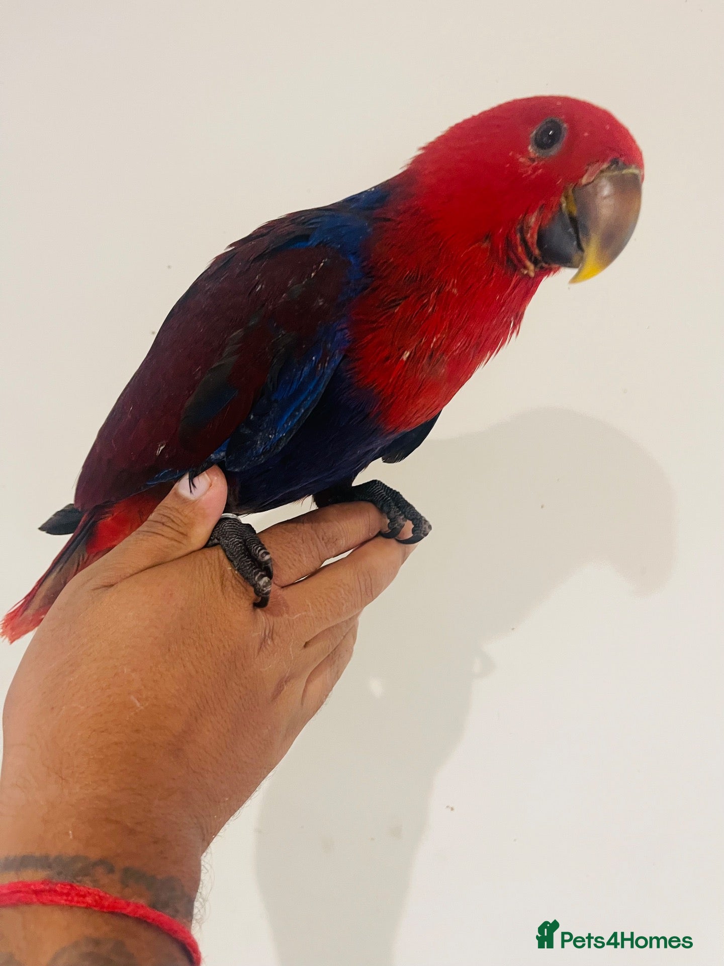 Parrots birds Hand reared Female Eclectus for sale  - Advert 1