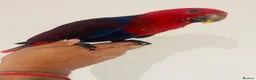 Parrots birds for sale: Hand reared Female Eclectus for sale  - Advert 1