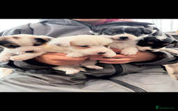 Jack Russell dogs for sale: Gorgeous Jack Russell pups  - Advert 2