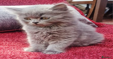 British Longhair cats - Advert 4