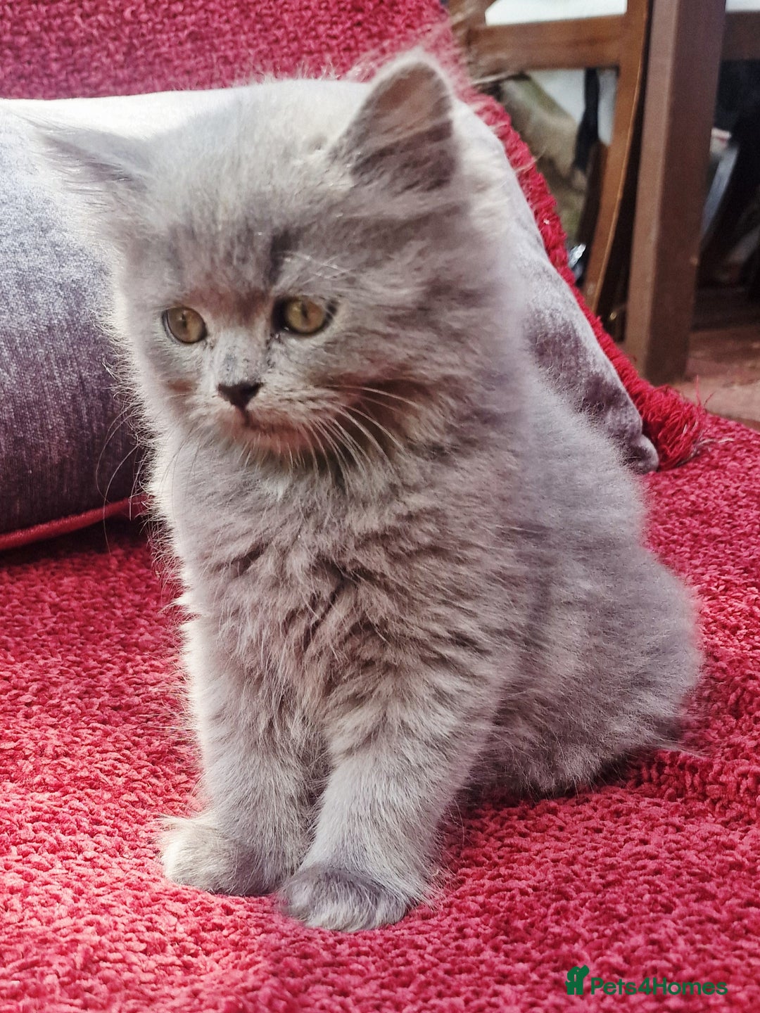 British Longhair cats for sale: Gorgeous Blue British longhair kittens - Image 3