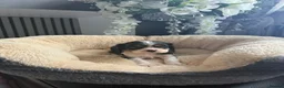 Cavalier King Charles Spaniel dogs for sale: Kc cavalier puppies dna clear  - Advert 8