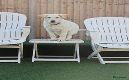 Mixed Breed dogs for adoption: Cuddly Crumble - Image 12