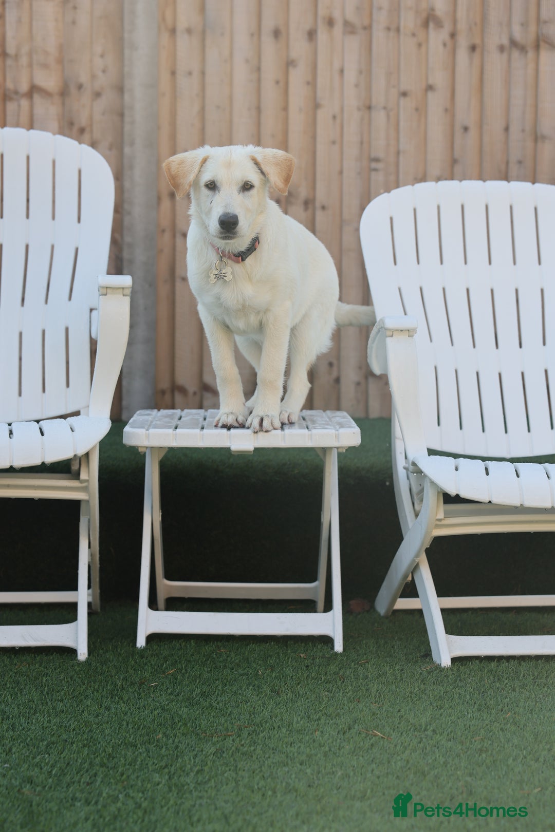 Mixed Breed dogs for adoption: Cuddly Crumble - Image 12