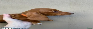 Miniature Dachshund Puppy 4