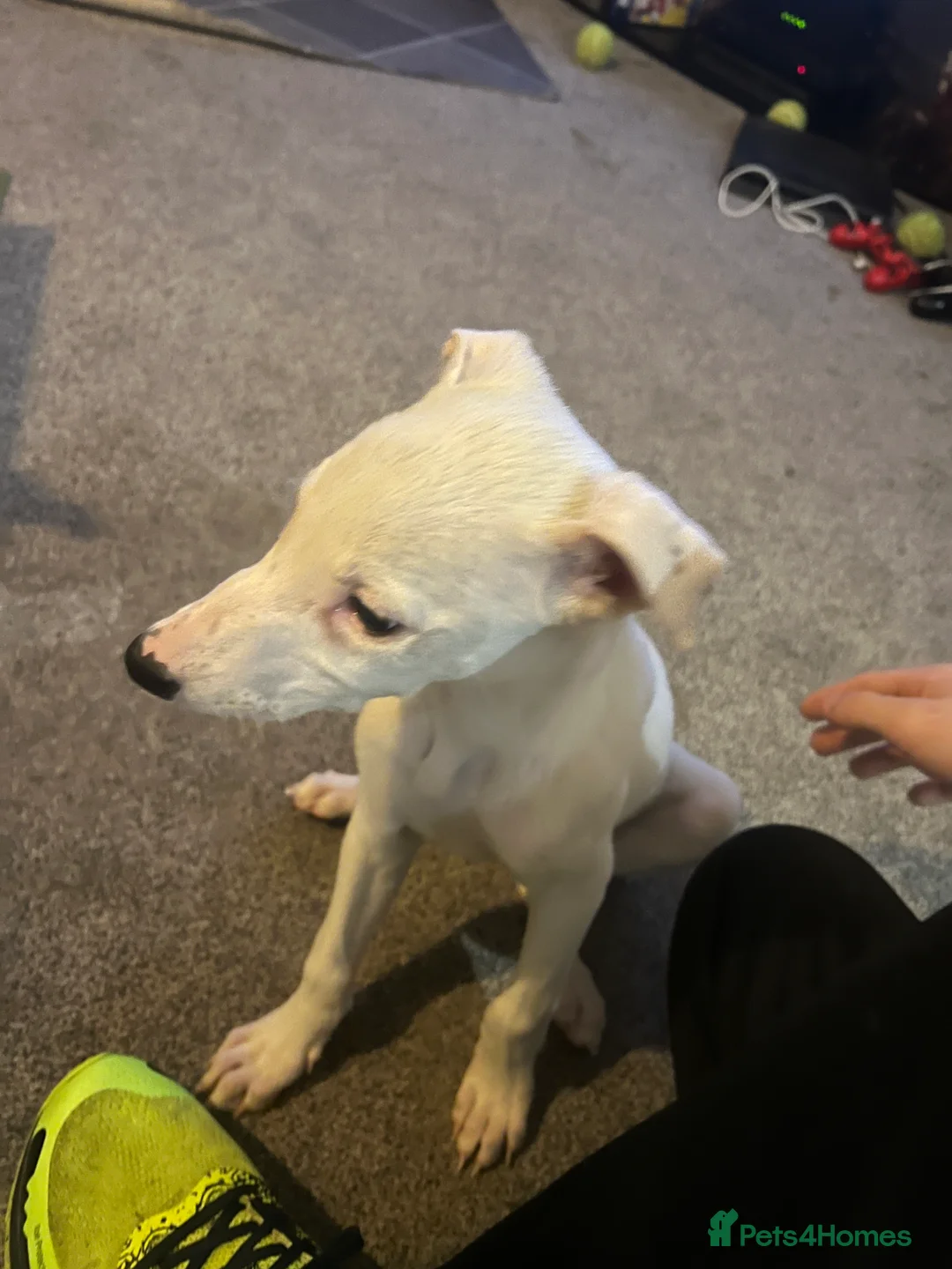 Mixed Breed dogs for sale: Adorable 13-Week-Old Female Puppies Ready For Home - Advert 18