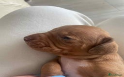 Dachshund dogs for sale: Dachshund tweenies for sale - Image 33