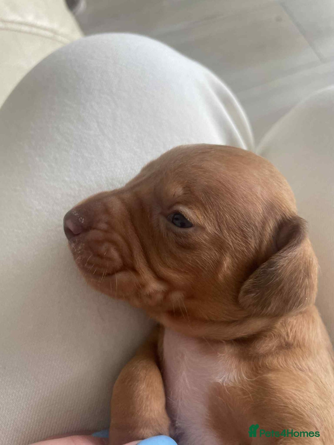 Dachshund dogs for sale: Dachshund tweenies for sale - Image 33