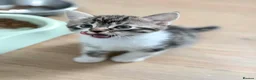 Mixed Breed cats for sale: 6 wonderful kittens  - Advert 7