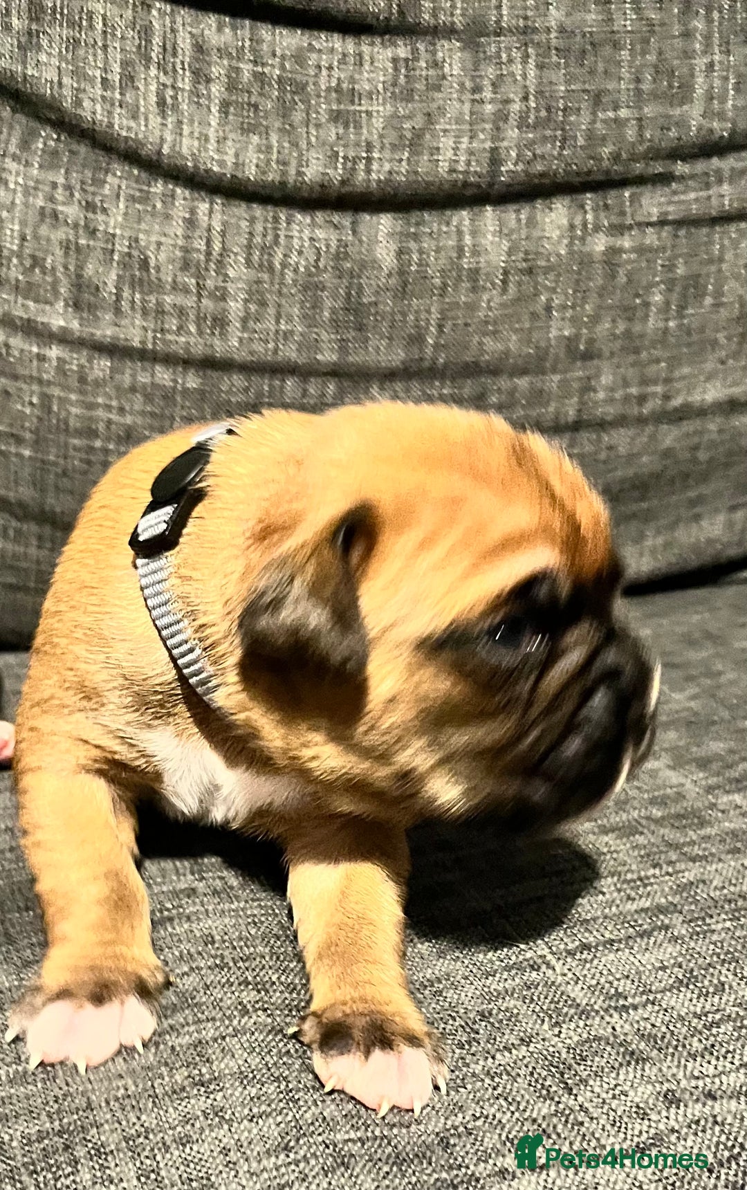 Boxer dogs for sale: Beautiful bob/tailed litter pure boxers  - Advert 24