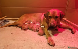 Labrador Retriever dogs for sale: Stunning fox red labrador puppies for sale - Image 3
