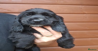 Cocker Spaniel dogs - Advert 16
