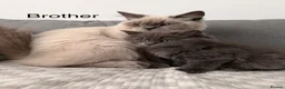 British Shorthair cats for sale: British royal  - Advert 6