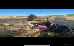 German Shepherd dogs for sale: German shepherd x Belgian malinois puppies - Image 7