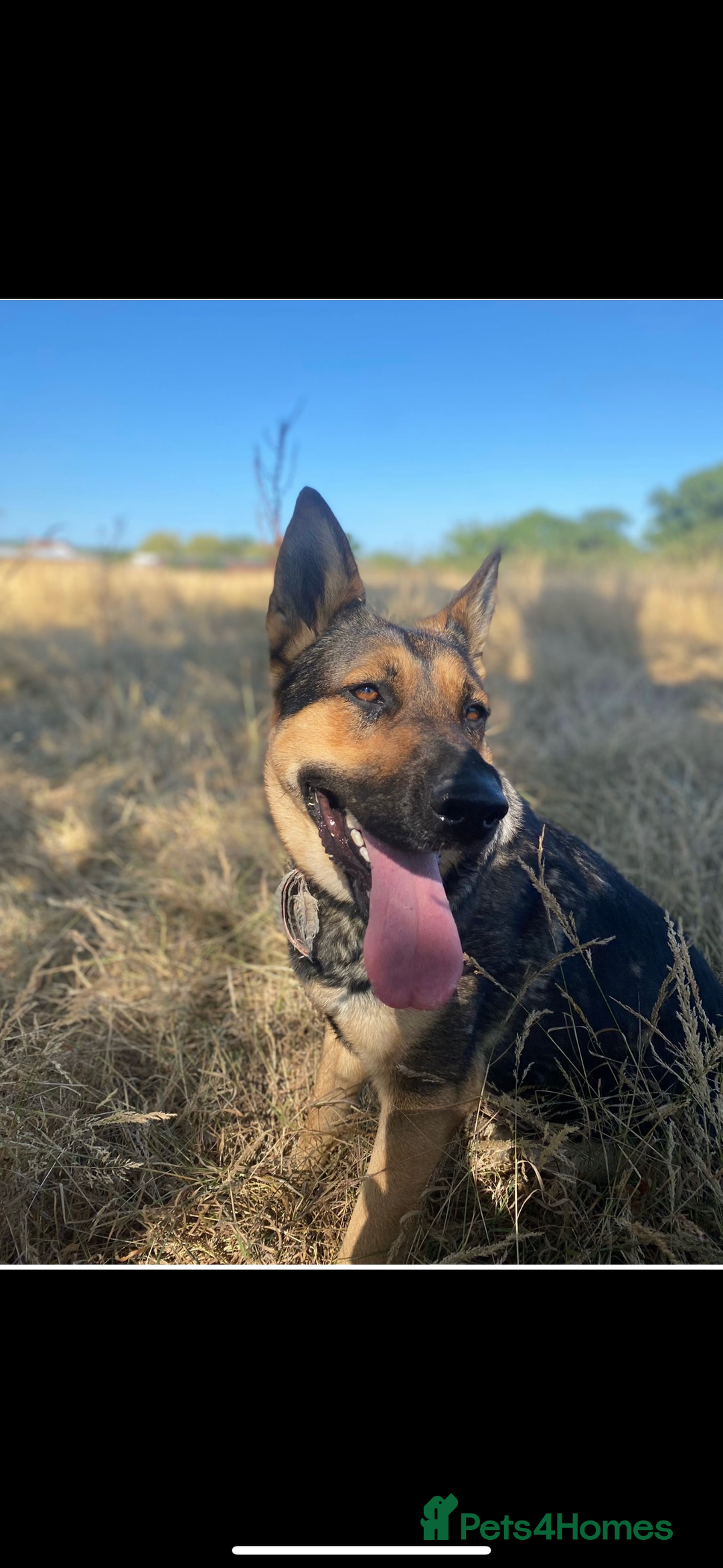 German Shepherd dogs for sale: German shepherd x Belgian malinois puppies - Image 7