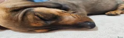 Dachshund dogs for sale: Beautiful Wild Boar Kaninchen Dachshund in Colchester - Advert 2