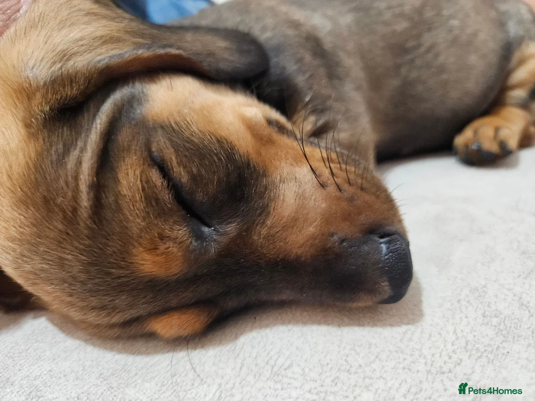 Dachshund dogs for sale: Beautiful Wild Boar Kaninchen Dachshund in Colchester - Advert 2