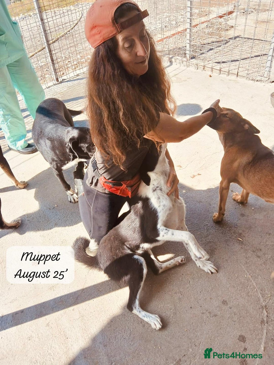 Mixed Breed dogs for adoption: Muppet, 18 months. Available for adoption. - Image 7