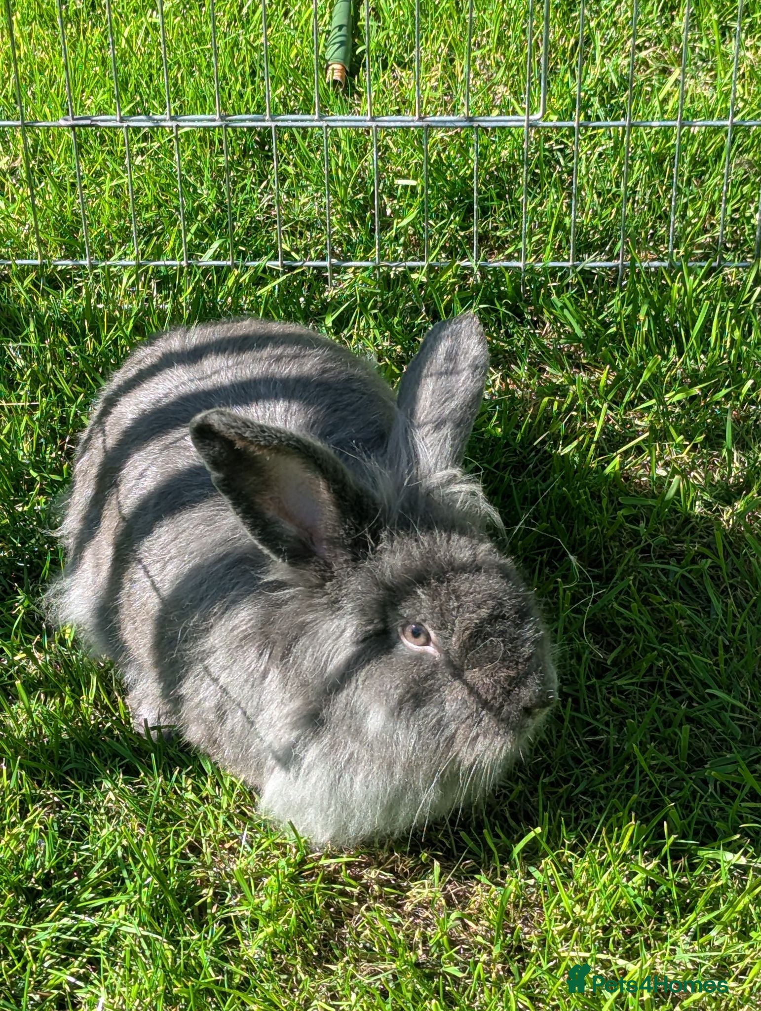 Continental Giant rabbits Gandalf conti lionehead cross rabbit  - Advert 4