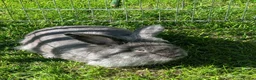 Continental Giant rabbits for sale: Gandalf conti lionehead cross rabbit  - Advert 1