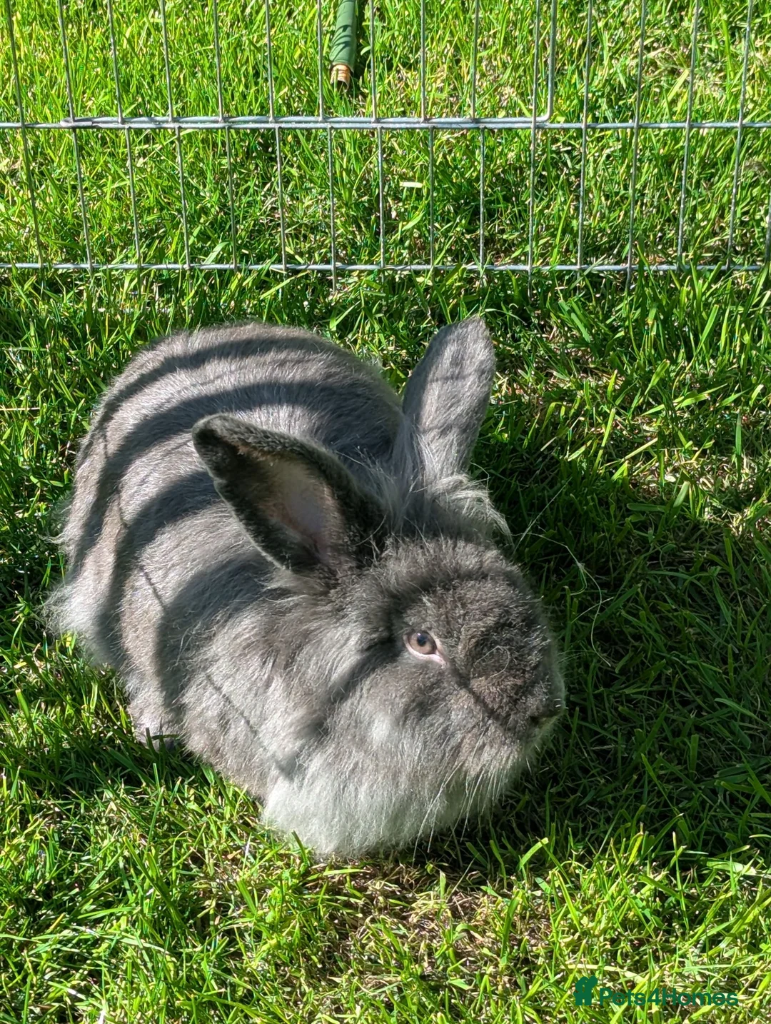 Continental Giant rabbits for sale: Gandalf conti lionehead cross rabbit  - Advert 1